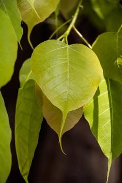 Pho leaf of buddha Stock Photos