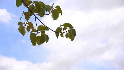 Pho leaf is moving because of the wind Video stock 89680996