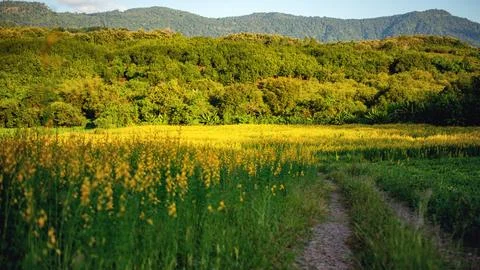 Pho Thoeng flower field, whose road crosses Stock Photos