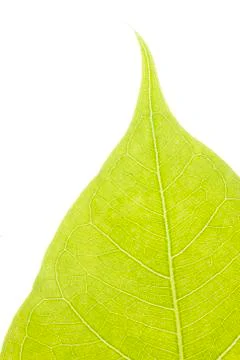 Pho tree leaf Stock Photos