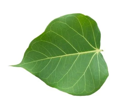 Pho tree leaves  On a white background Stock Photos