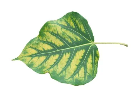 Pho tree leaves  On a white background Stock Photos