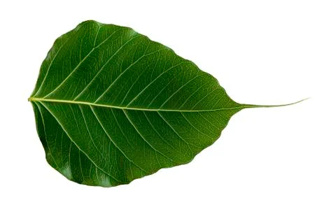 Pho tree leaves  On a white background Foto stock