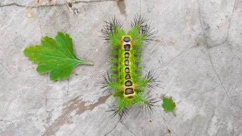 Phocoderma caterpillar Foto stock