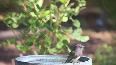 Phoebe looks for insects Stock Footage 75426818