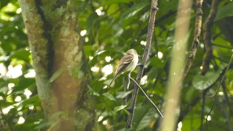 Phoebe type bird flying off and coming back to same branch Stock Footage 123610280