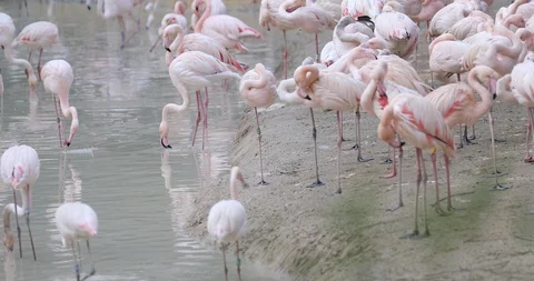 Phoenicopterus roseus Stock Footage 126120707