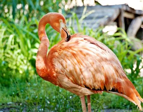 Phoenicopterus ruber Stock Photos