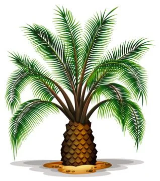 Phoenix canariensis Stock Illustration