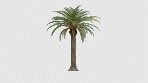 Phoenix Canariensis Palm Tree Swaying In Wind Realistic Animation Stock Footage 335223345