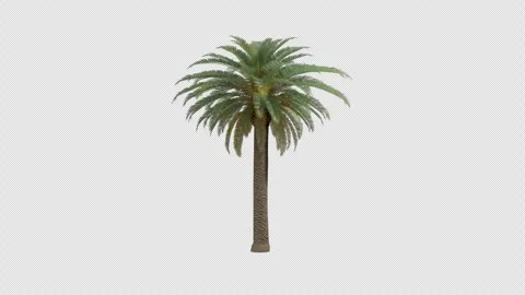 Phoenix Canariensis Palm Tree Swaying In Wind Realistic Animation Stock Footage 335225808