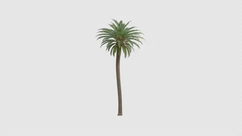 Phoenix Canariensis Palm Tree Swaying In Wind Realistic Animation Stock Footage 335228993