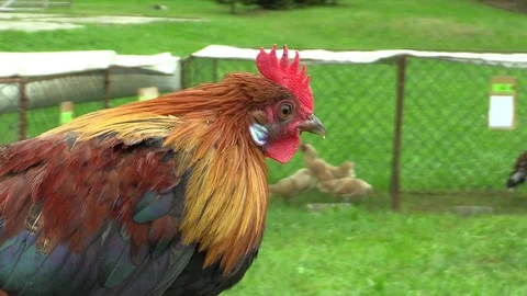 Phoenix chicken rooster orange neck ornamental breed of hens at the exhibition Stock Footage 79954505