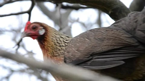 Phoenix chicken sitting on the tree Stock Footage 53572374