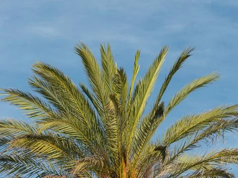 Phoenix dactylifera date palm tree and blue sky Stock Photos