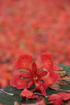 Phoenix flower Stock Photos