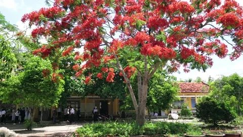 The phoenix flower tree blooms in front of the school yard Stock Footage 157483585