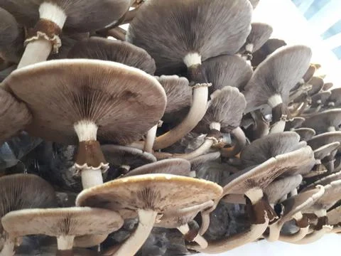 Phoenix Mushroom Stock Photos