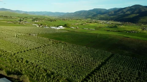 Phoenix, Oregon, USA, Spring 2023.  Flying over the pear orchards at sunset. Stock Footage 276493268