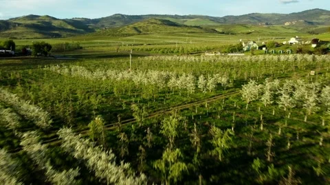 Phoenix, Oregon, USA, Spring 2023.  Flying over the pear orchards at sunset. Stock Footage 276494156