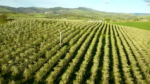 Phoenix, Oregon, USA, Spring 2023.  Flying over the pear orchards at sunset. Stock Footage 276494785
