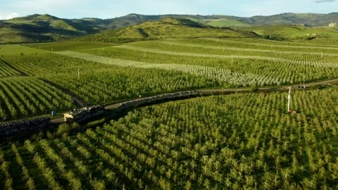 Phoenix, Oregon, USA, Spring 2023.  Flying over the pear orchards at sunset. Stock Footage 276494786