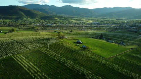Phoenix, Oregon, USA, Spring 2023.  Flying over the pear orchards at sunset. Stock Footage 276495209
