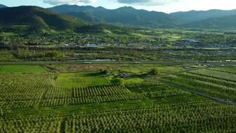 Phoenix, Oregon, USA, Spring 2023.  Flying over the pear orchards at sunset. Stock Footage 276495242
