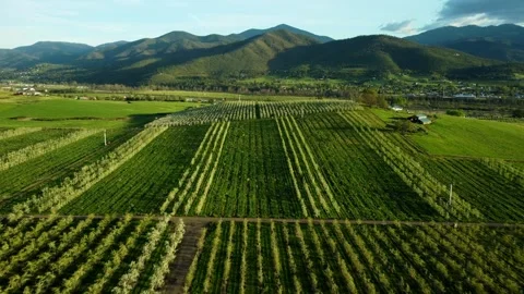 Phoenix, Oregon, USA, Spring 2023.  Flying over the pear orchards at sunset. Stock Footage 276495250