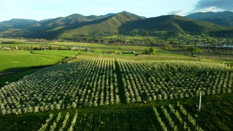 Phoenix, Oregon, USA, Spring 2023.  Flying over the pear orchards at sunset. Stock Footage 276495320