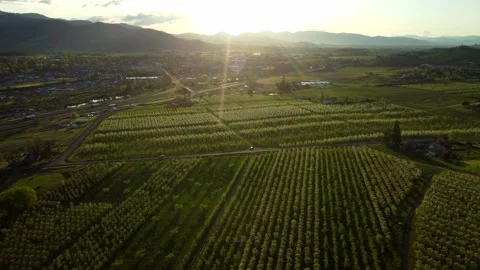 Phoenix, Oregon, USA, Spring 2023.  Flying over the pear orchards at sunset. Stock Footage 276504311