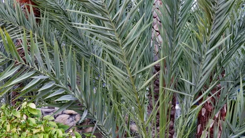 Phoenix palm in L'Oceanographic. Stock Footage 274206074