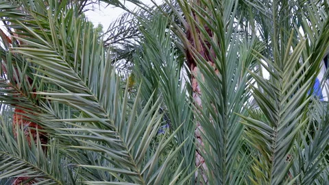 Phoenix palm in The Oceanographic. Stock Footage 274206082