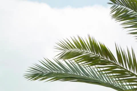 Phoenix palm tree leaves with cloudy sky background Stock Photos