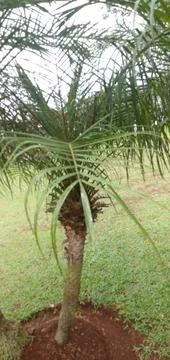 Phoenix Palm Tree Foto stock