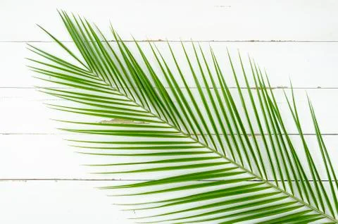 Phoenix palm tree on white planks background. Minimal summer exotic concept flat Stock Photos