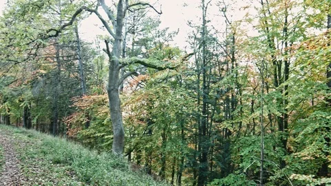 Phoenix Park Autumn Stock Footage 99508712