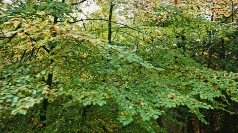 Phoenix Park Autumn Stock Footage 99509048