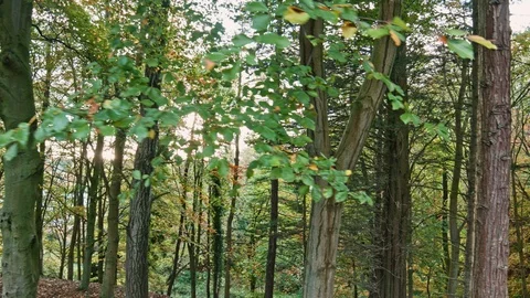 Phoenix Park Autumn Stock Footage 99509178