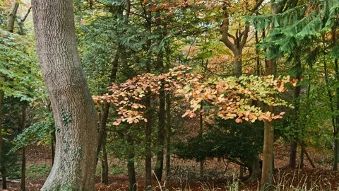 Phoenix Park Autumn Stock Footage 99509343