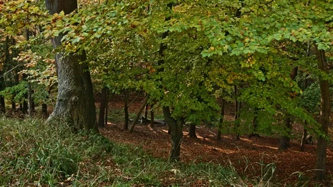 Phoenix Park Autumn Stock Footage 99510034