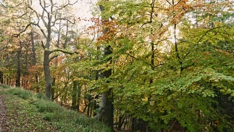 Phoenix Park Autumn Stock Footage 99510047