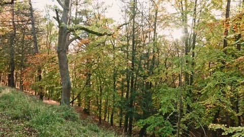 Phoenix Park Autumn Stock Footage 99510532