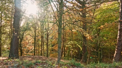Phoenix Park Autumn Stock Footage 99510591