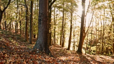 Phoenix Park Autumn Stock Footage 99510728