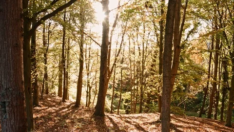 Phoenix Park Autumn Stock Footage 99511176
