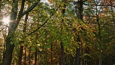 Phoenix Park Autumn Stock Footage 99511230