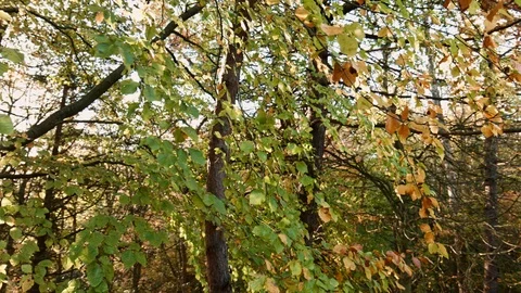 Phoenix Park Autumn Stock Footage 99511273