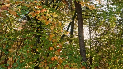Phoenix Park Autumn Stock Footage 99511438
