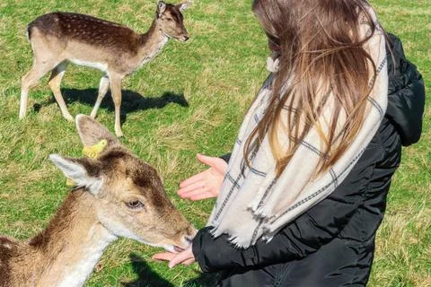 Phoenix Park - largest park inside any European capital city where a female.. Stock Photos